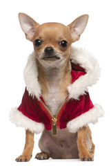 Chihuahua puppy wearing Santa coat, 6 months old, sitting