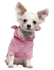 Fototapeta na wymiar Chihuahua ma na sobie różowy, 5 miesięcy, siedzący