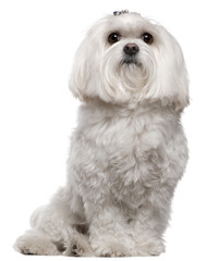 Maltese, 5 years old, sitting in front of white background