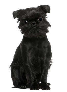 Griffon Belge, 1 year old, sitting in front of white background
