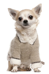 Chihuahua wearing sweater, 4 years old, sitting