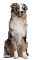 Australian Shepherd dog sitting in front of white background