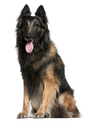 Belgian Shepherd dog or Tervuren panting, 12 years old, sitting
