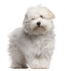 Coton de Tulear puppy, 4 months old, standing