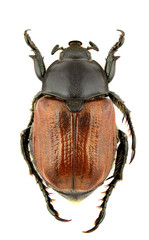 Anisoplia lata