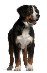 Bernese mountain dog puppy, 4 months old, standing