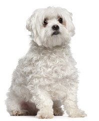 Maltese, 2 years old, sitting in front of white background