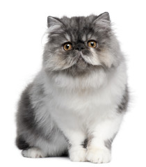 Persian kitten, 6 months old, sitting