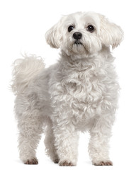 Maltese, 11 years old, standing in front of white background