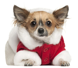 Chihuahua in Santa outfit, 1 year old, lying