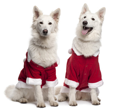 Berger Blanc Suisse dogs wearing Santa outfits sitting