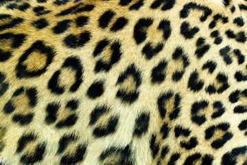 Snow Leopard Irbis (Panthera uncia) skin texture