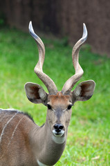 Antelope's portrait