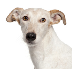 Close-up of Mixed-breed dog, 6 years old