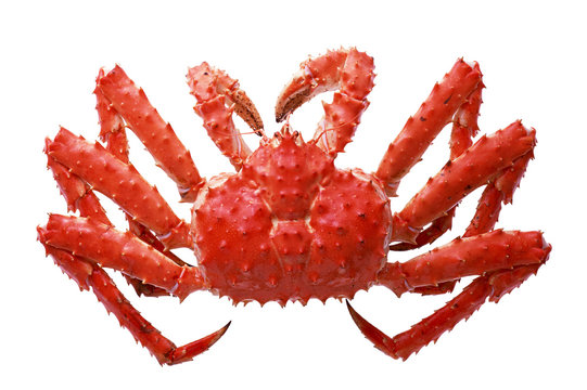 Crab on a white background.