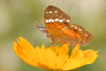 Anartia amathea