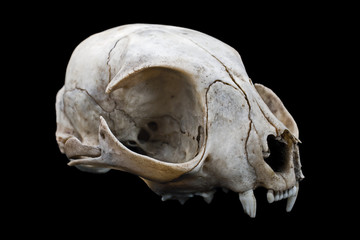 Cat skull - 28698322