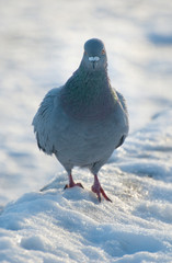 pigeon standing on frozen ground