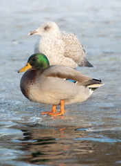 seagull and duck on frozen pond