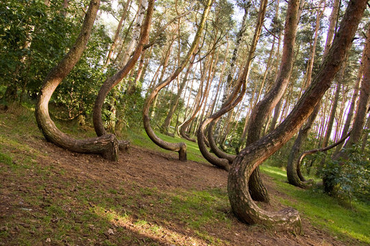 Fototapeta Curved forest reserve in Poland