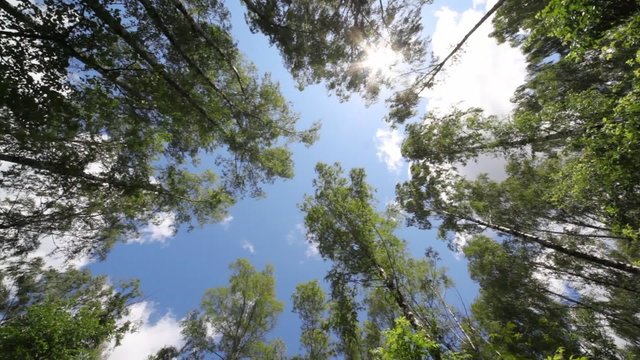 crones of trees and sun shines through gentle green foliage