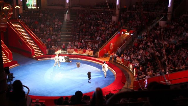clowns with poodles in arena of  Circus