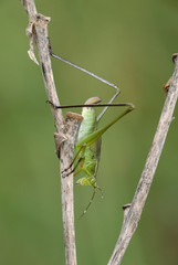 Grillo - (Gryllidae)