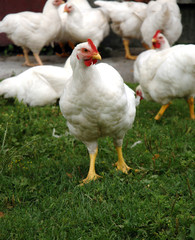 White chickens, real scenery