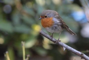 Oiseau rouge gorge hiver sur branche de rosier