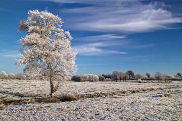 Idyllic winter scenery