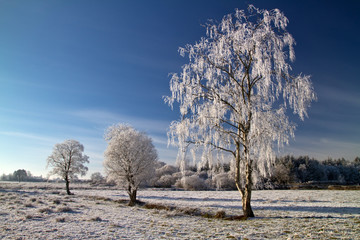 Winter scenery of irish meadow meadow