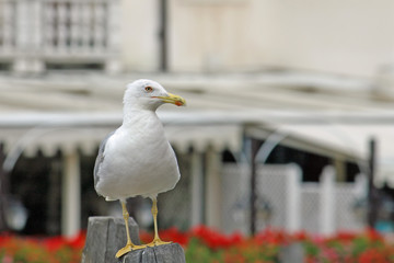 Seagull Venetian yellow beak waiting to stand out in flight
