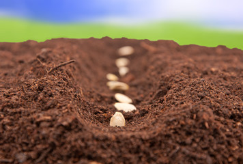 Seeds planted in the ground