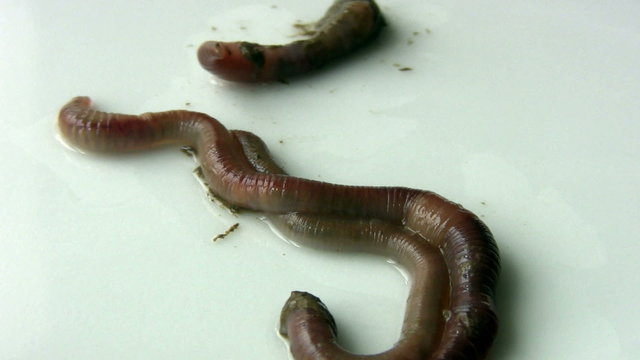 Earthworm