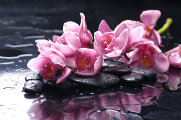 beauty orchid and stone with water drops