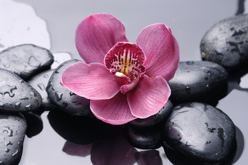 Macro of red orchid on stone with water drops