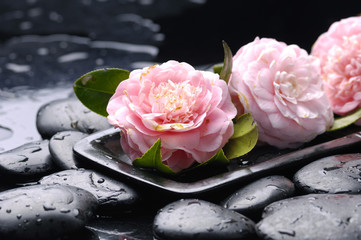 still life with bowl of pink Camellia flower