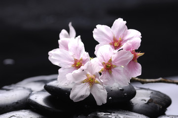 Fototapeta na wymiar kamienie terapii z kwiatów wiśni