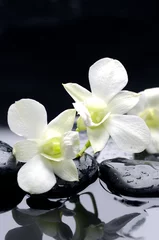  Beauty row of orchid and stone with water drops © Mee Ting