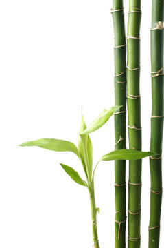 lucky bamboo isolated © Mee Ting