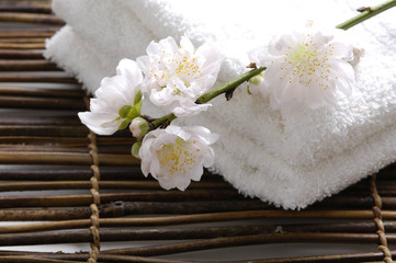Obraz na płótnie Canvas cherry blossom with towel