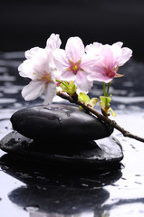 Obraz na płótnie Canvas Sakura spring blossoms on stacked of stones