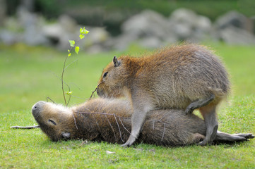 Deux capybaras sur l'herbe