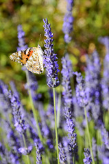 Papillon belle dame butinant une fleur bleue de lavande