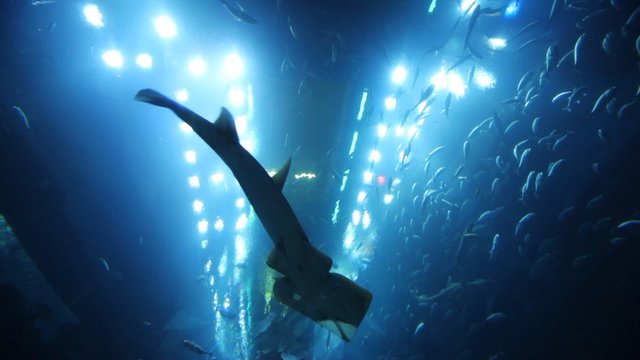 swimming scate in aquiarium