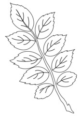 Leaf of dogrose, contour