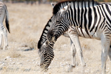 Fototapeta na wymiar Burchell's Zebra Grazing