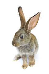 Happy New Year of rabbit