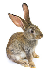 Happy New Year of rabbit