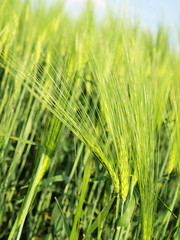 Obraz premium green wheat field